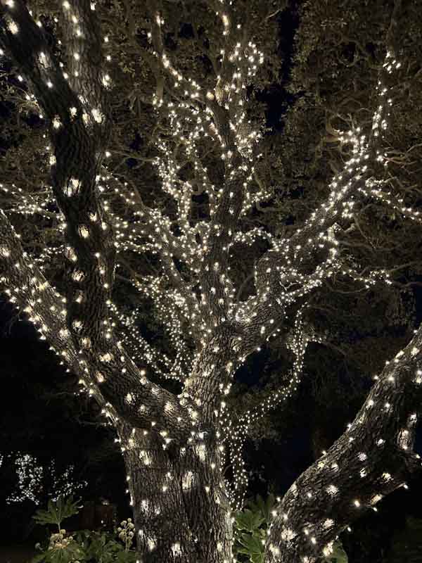 Captivating Christmas Lighting in Beaufort