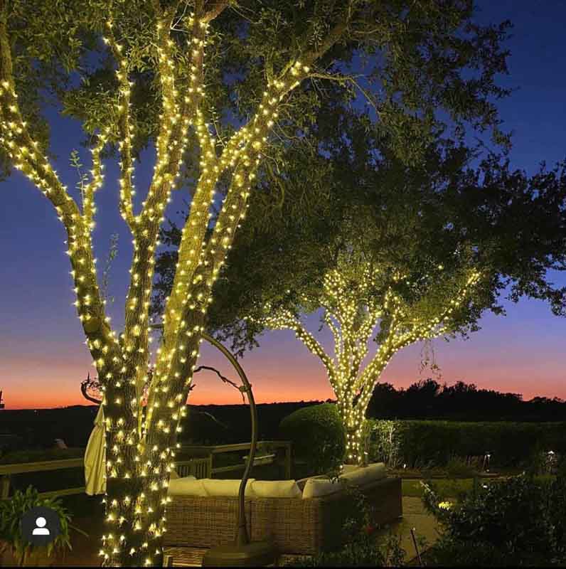 Beaufort Christmas Lights Oak Trees at Sunrise