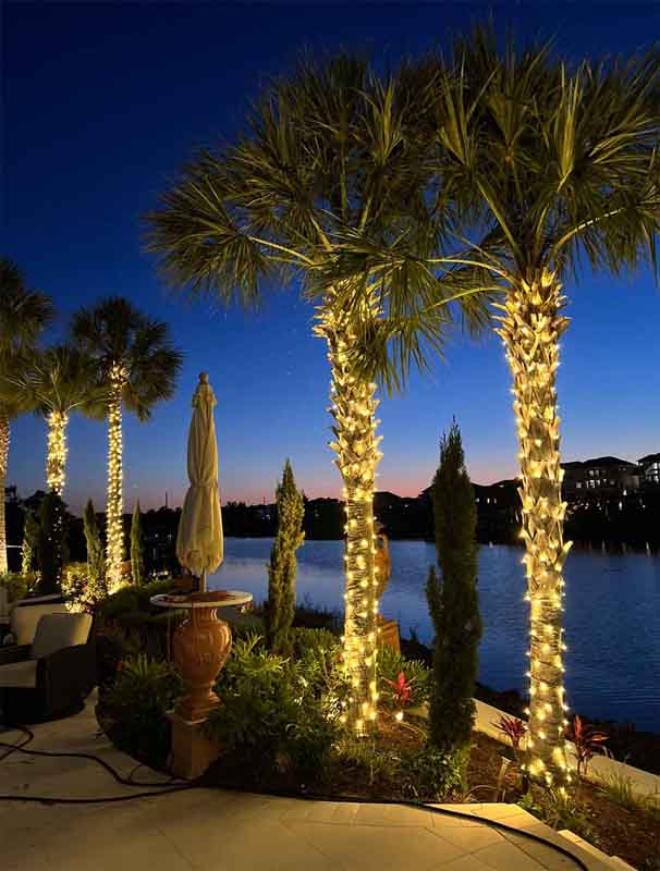 Wilmington Palm Tree Christmas Lights